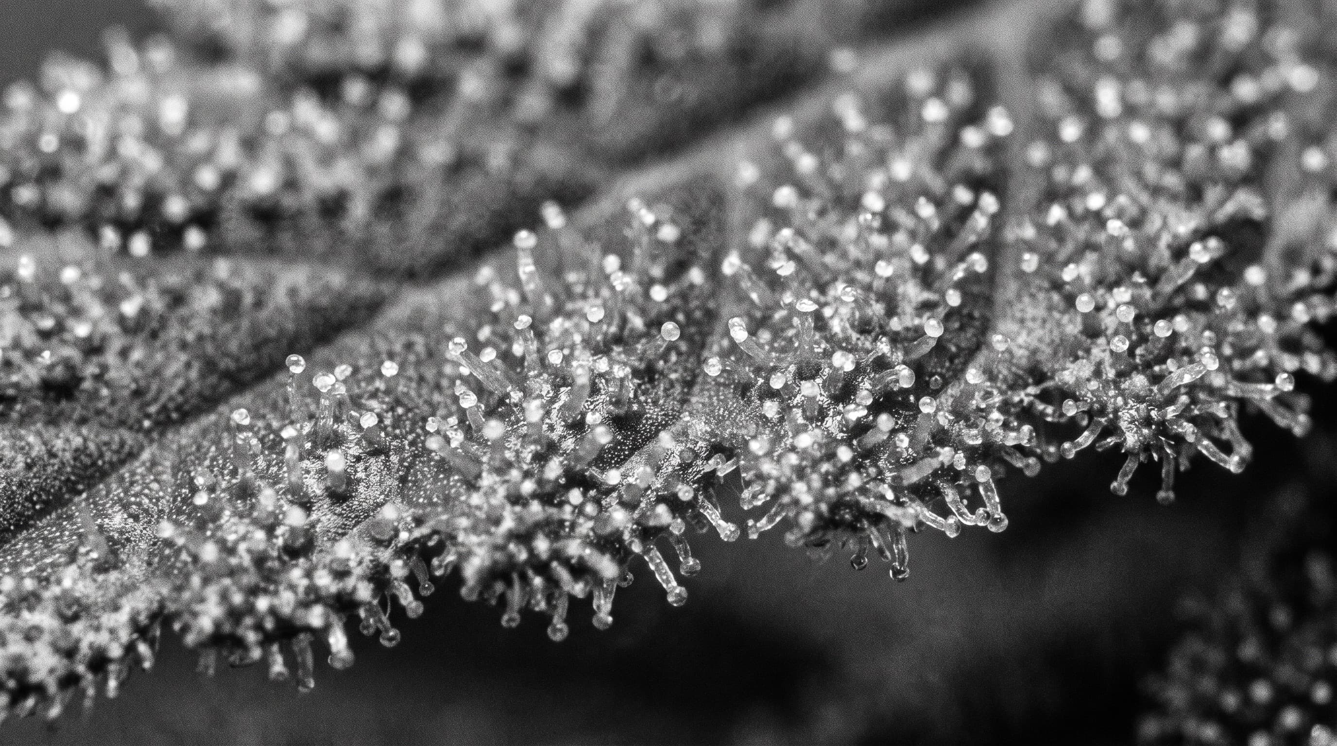 Primo piano macro dei tricomi su una foglia di cannabis